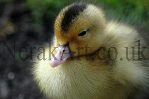 Baby Duckling 1