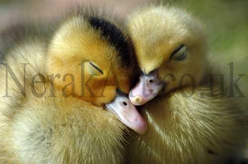 Sleepy Ducklings
