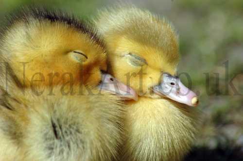 Two Ducklings Sleeping