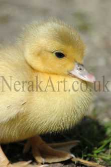 Baby Duckling 2