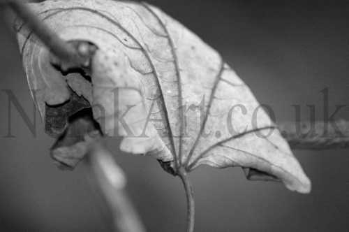 Leaves In Black & White