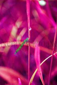 Dragonfly On Stalk 3